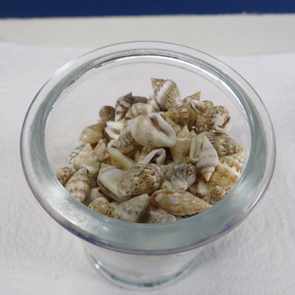 REAL tiny sea shells in a New Glass Jar w seal & lid 4.5" tall - Picture 10 of 12